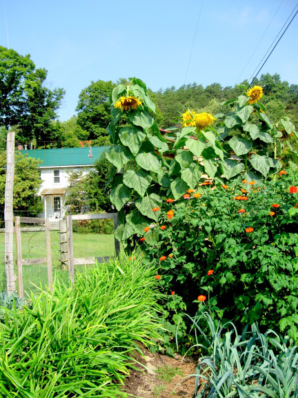 Sunflowers